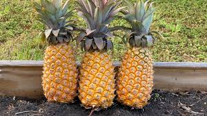 15 Antigua Black Pineapple Seeds – Sweet USA Grown Tropical Fruit – Ananas comosus – Ideal for Backyard Gardens and Pots