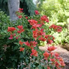 Bambino Burnt Orange Bougainvillea Starter Plant Plug | Tropical Beauty for Indoor & Outdoor | Bougainvillea glabra