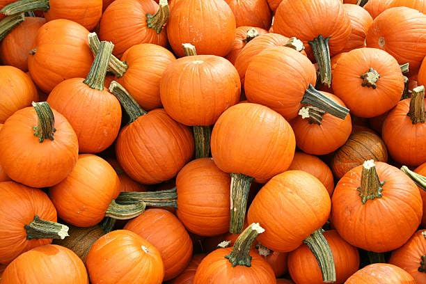25 Wee-B-Little Pumpkin Seeds - Non-GMO Heirloom Miniature Pumpkins - Cucurbita pepo - AAS Winner for Fall Decor and Crafts