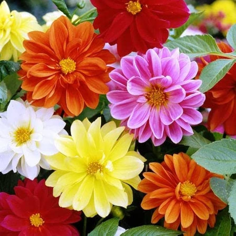 Cracker Jack Mix Marigold Seeds | Non-GMO | Double Blooms in Yellow, Orange, Gold | Tagetes erecta | Zones 1-10