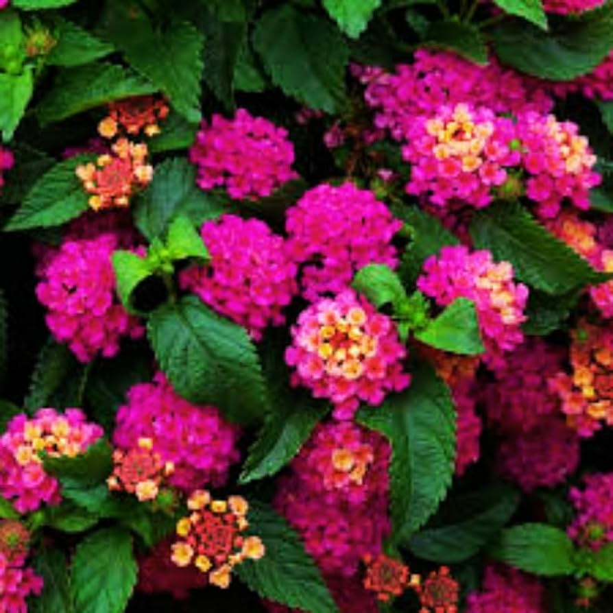 Lantana Starter Plug Plant 1"-4" Bright Pink Blooms Lantana camara Drought-Tolerant Low Maintenance Full Sun