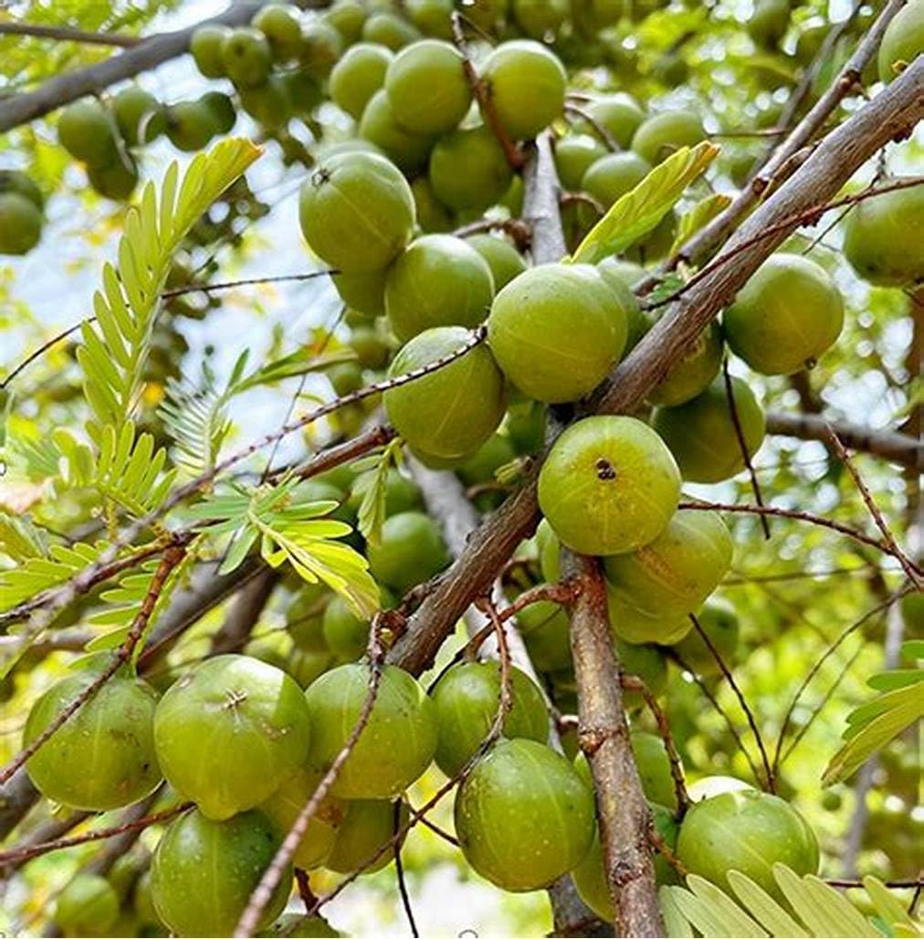 Live Amla Tree 12"-24" - Indian Gooseberry Plant (Emblica officinalis) - Nutrient-Rich Ayurvedic Tropical Fruit Tree