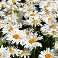 2000 Seeds Daisy Shasta, White Perennial Flowers, Leucanthemum × superbum, Deer-Resistant, Drought-Tolerant for Gardens