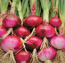 100 Seeds Ruby Red Onion - Sweet Crimson Bulbs for Gardens & Cooking - Allium cepa