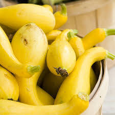 Early Summer Crookneck Squash Seeds – 10 Seeds for Planting, Heirloom Variety, Fast Growing, High Yield, Tender & Mild, Garden Container