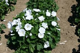 Dwarf White Rose Mallow Seeds 250mg – Hibiscus moscheutos – Compact Pollinator-Friendly Perennial with Large White Blooms