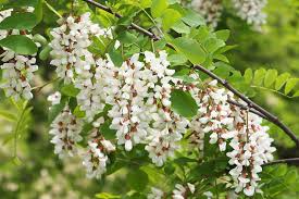 Flowering Black Locust Tree 2-3' Bare Root Robinia pseudoacacia 'Allegheny' | Fast-Growing Tree Zones 4-8 | White Flowers