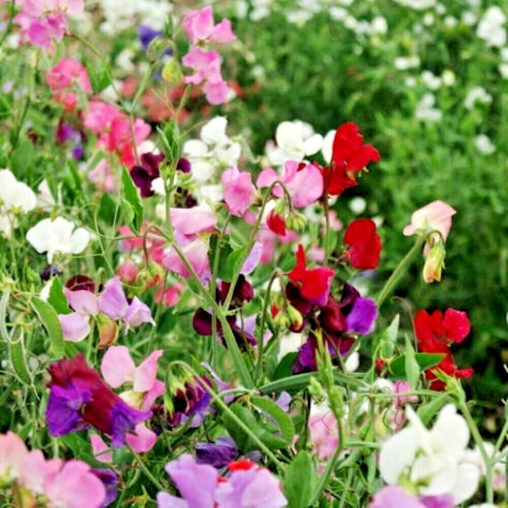 Knee-High Mix Sweet Pea Seeds - 50+ Compact Fragrant Blooms for Pots & Borders - Lathyrus odoratus - USA