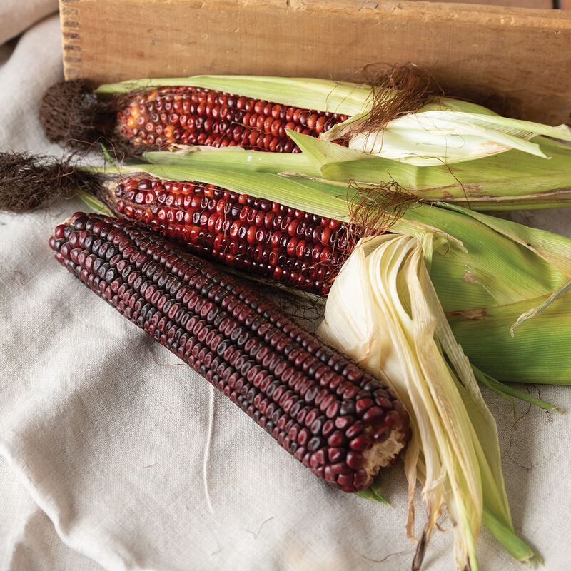 Corn Seeds 5g Heirloom Bloody Butcher Deep Red Kernels Zea mays High Yield Multi-Purpose Garden & Field Planting
