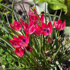 Tulip Bulbs - 5 Pack - Tulipa ‘Little Beauty’ - Pink & Blue Blooms - Dwarf Perennial - Easy to Grow - Spring Flowering