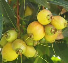 Golden Rose Apple Tree Seedling - 4”+ Tall - Syzygium Jambos - Fast-Growing Tropical Fruit Plant - Ready to Plant