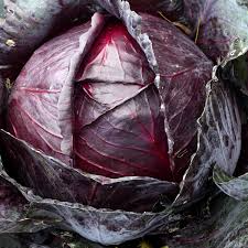750 Red Acre Cabbage Seeds - Non-GMO Heirloom, Reddish-Purple Gourmet Variety, Brassica oleracea - Perfect for Container Gardening