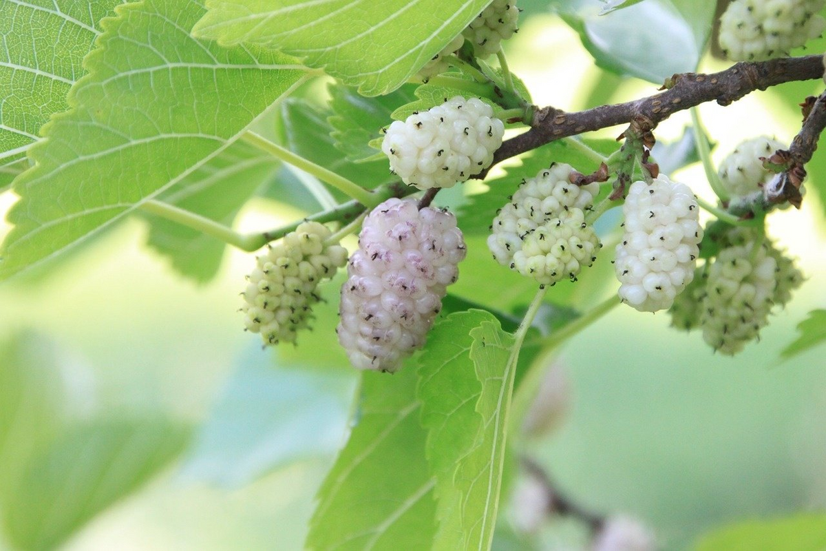 10pcs White Mulberry Cuttings 6-8" Morus alba Edible Fruit Tree for Gardens & Orchards - Grow Your Own Mulberries