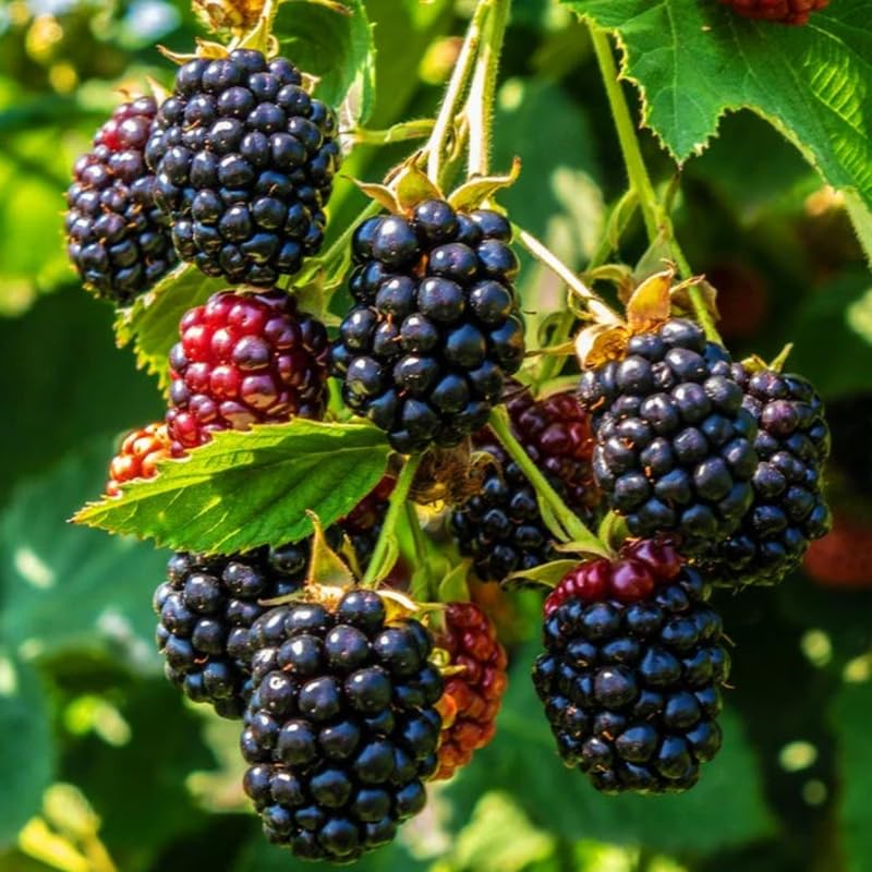 5 Triple Crown Blackberry Scion Cuttings 8-10" Rubus fruticosus Heirloom Sweet Blackberry for Rooting or Grafting
