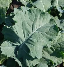 200 Seeds Premier Kale - Fast-Growing Nutrient-Dense Leafy Green - Brassica oleracea - Cold-Hardy Superfood for Garden & Containers