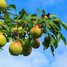 Moon Glow Pear Tree - 2ft Live Fruit Tree (Pyrus communis) - Sweet Pears, White Blossoms, Hardy for Home Gardens