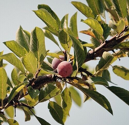 Japanese Ume Plum Cuttings - 4 Fragrant Pink Flowering Cuttings for Umeboshi & Umeshu, Prunus mume, Cold Hardy