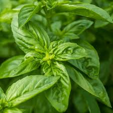 300 Seeds Sweet Basil Herb - Ocimum basilicum, Aromatic Culinary Favorite for Cooking & Gardening