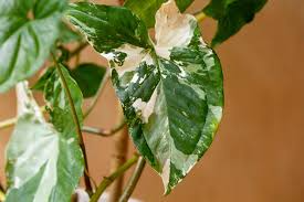 White Knight Syngonium Starter Plant - Marble Variegated Foliage - Syngonium podophyllum 'Albo-Variegatum' - Indoor Tropical Decor