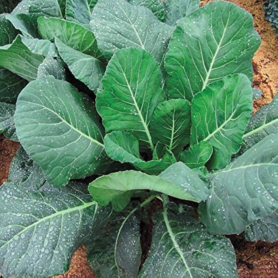 Collards Champion Seeds 1g | Brassica oleracea | Heirloom, Nutritious Greens for Gardens & Containers