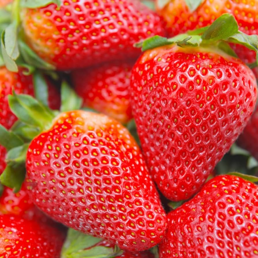 12 Bare Root Seascape Everbearing Strawberry Plants | Sweet Juicy Berries | Fragaria × ananassa | Zones 4-9