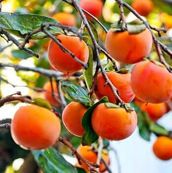 5 Unrooted Cuttings 6-8" FUYU Persimmon Tree Diospyros kaki for Grafting - Non-Astringent Fruit Tree Propagation