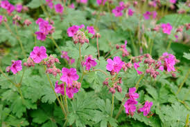 25+ Czakor Geranium Seeds, Magenta-Pink Groundcover, Drought-Tolerant Perennial, Geranium macrorrhizum, USA