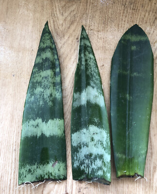 3 Snake Plant Cuttings with Roots - Mother-In-Law's Tongue - Sansevieria trifasciata - Air Purifying Indoor Plant Cuttings
