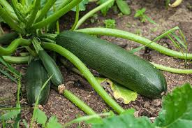 Dark Green Zucchini Seeds 1g Heirloom Summer Squash Cucurbita pepo High Yield Fast Growing Great for Containers