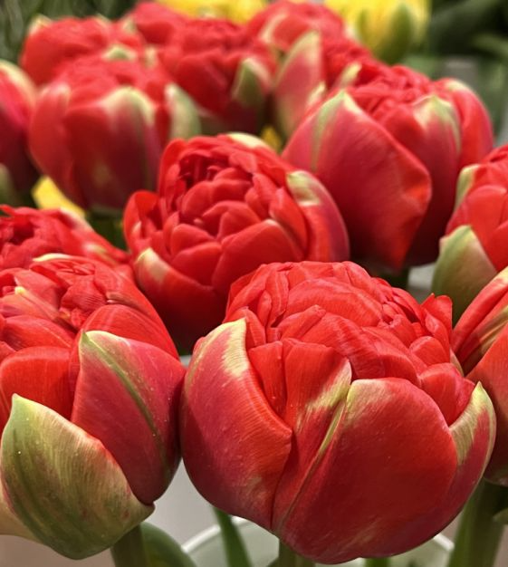 Tulip Bulbs - 10 Pack Bombastic Scarlet Red Double Ruffled - Tulipa hybrid - 8” Peony-Like Blooms for Spring Garden