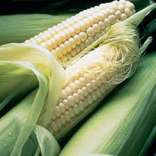 Corn Seeds 5g Silver Queen Hybrid Sweet Non-GMO Zea mays Tender Juicy High Yield Early Maturing Garden & Field