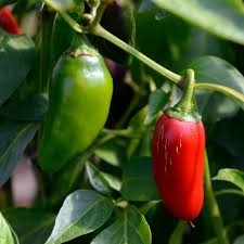 Jalapeño M Pepper Seeds - 25 Heirloom Capsicum annuum - Spicy, Flavorful, High-Yielding for Salsas & Grilling
