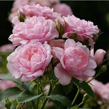Pink Damask Hedge Rose Plant in 4" Planter - Rosa damascena - Fragrant Pink Blooms for Spring & Summer Garden Decor