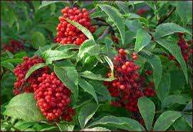 80 Red Elderberry Seeds, Sambucus racemosa, Edible Fruit Berry, Fast-Growing Shrub for Garden, Wildlife Friendly