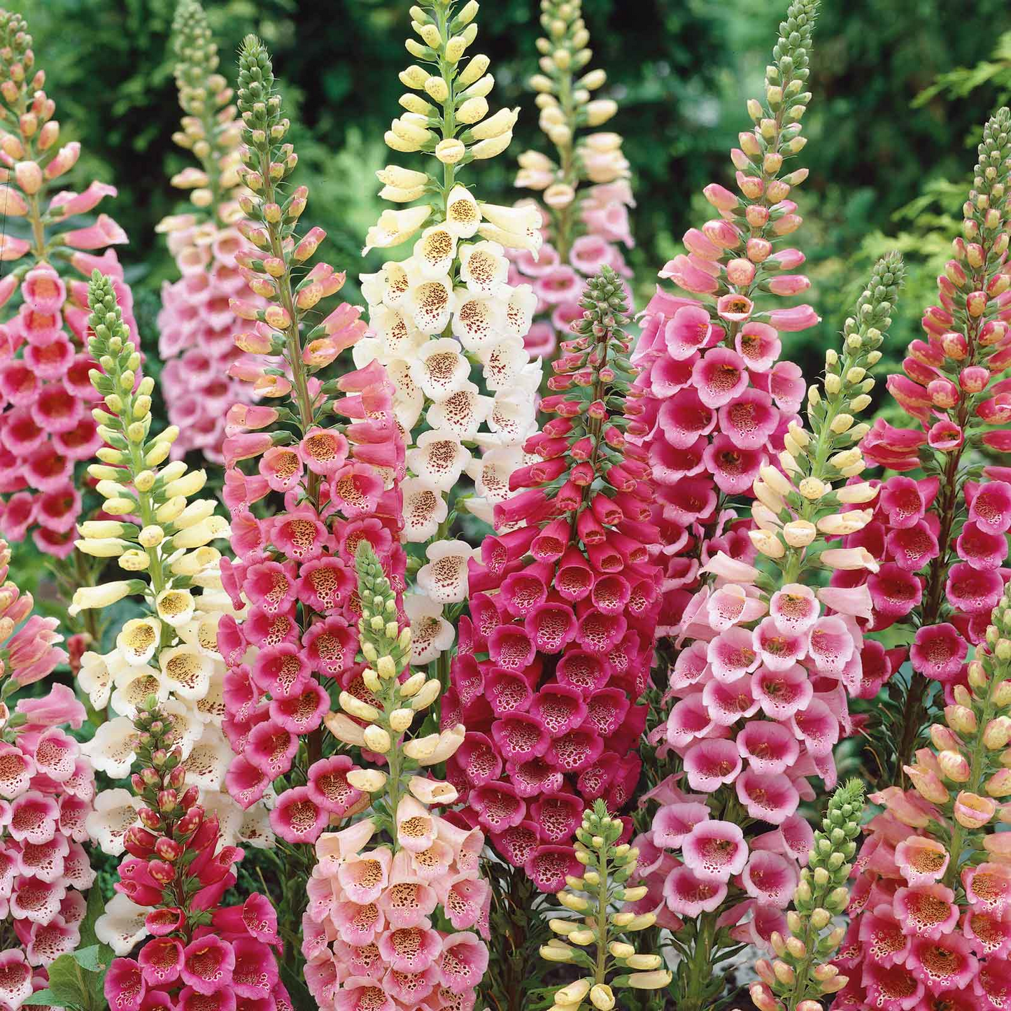 Excelsior Mix Foxglove Seeds | Tubular Blooms | Attracts Hummingbirds | Non-GMO | | Zones 3-9
