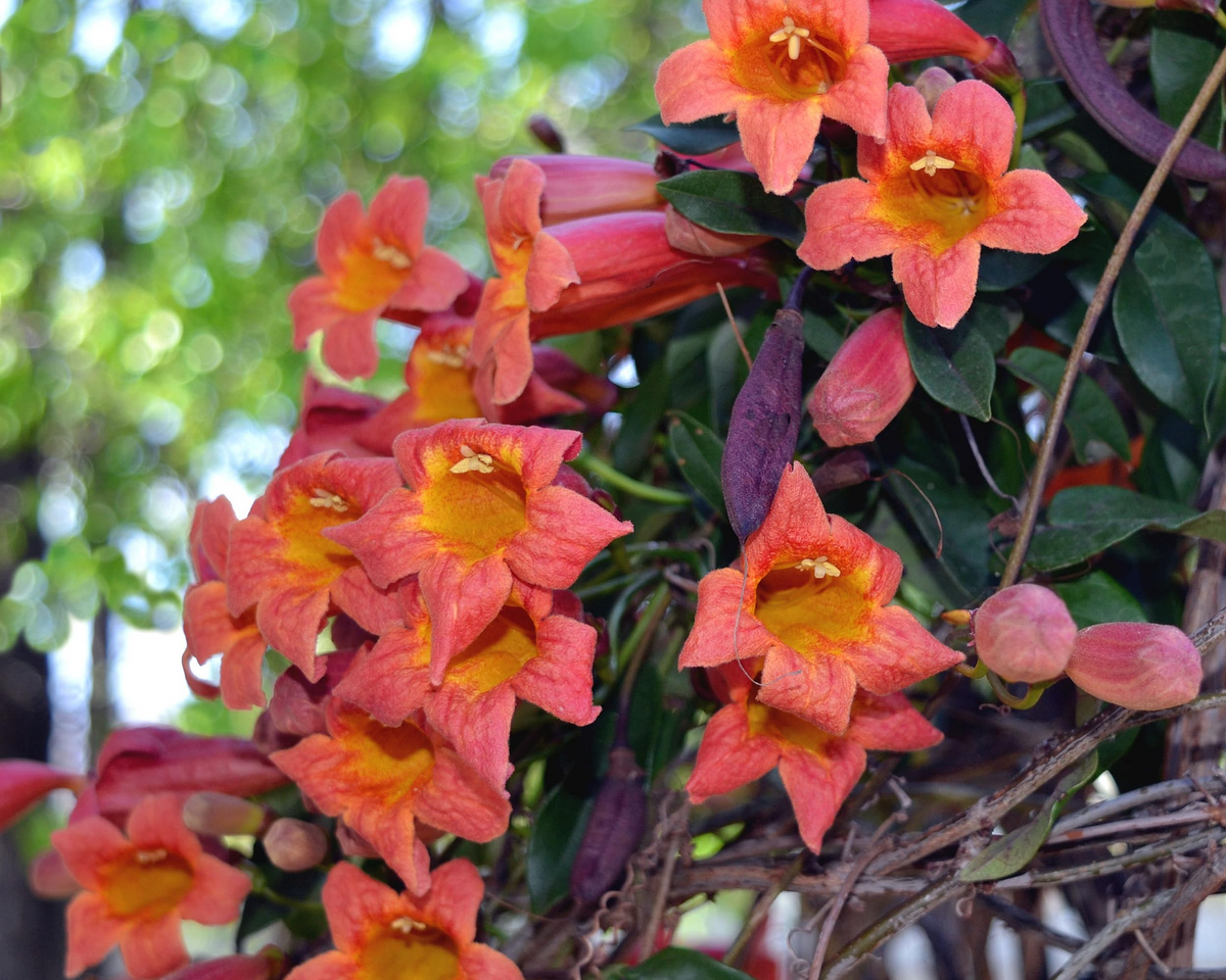 Tangerine Beauty Crossvine Starter Plant | Bignonia capreolata | Fast-Growing Climber | Butterfly Magnet | Vibrant Orange Blooms