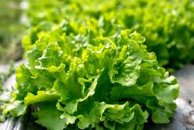 Black Seeded Simpson Leaf Lettuce Seeds - 1g Heirloom, Crisp & Tender, Fast Growing, Cold Hardy, Lactuca sativa