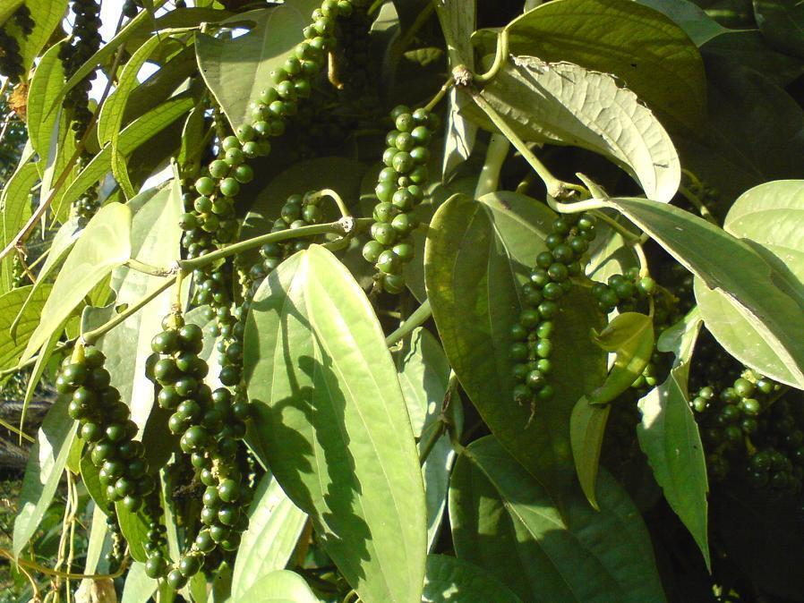 Black Pepper Plant | Live Starter | Piper nigrum | Indoor/Outdoor Spice Vine for Trellis | USA Grown