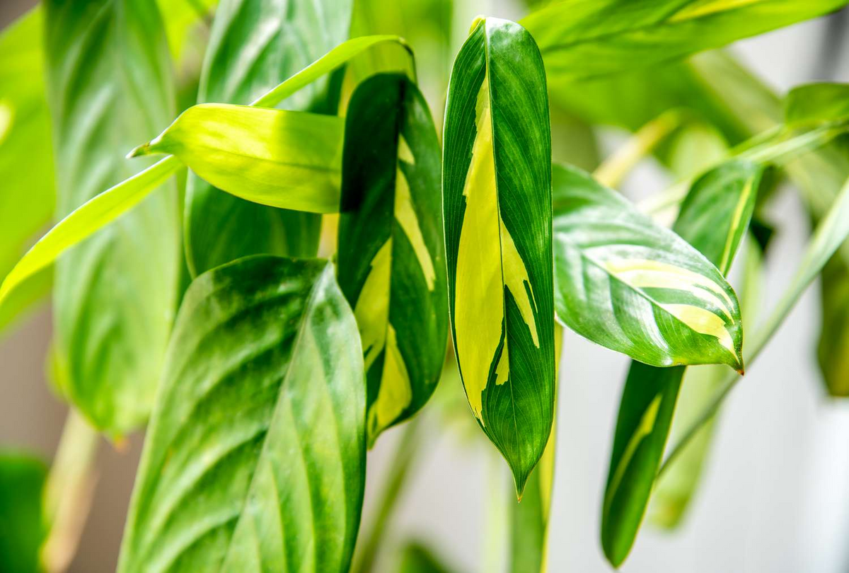 Ctenanthe lubbersiana 'Never Never Plant' | 1 Bare Root Variegated Houseplant | Easy Care Indoor Plant | Air-Purifying Foliage