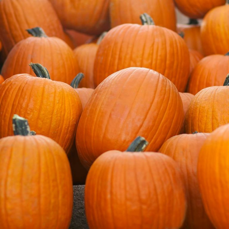 Jack O Lantern Pumpkin Seeds - Heirloom Non-GMO - Cucurbita Pepo - Ideal for Carving & Cooking - 105 Days to Maturity