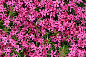 Scarlet Flame Creeping Phlox Seeds - 100 Perennial Groundcover Seeds - Phlox subulata - Vibrant Scarlet Blooms for Gardens