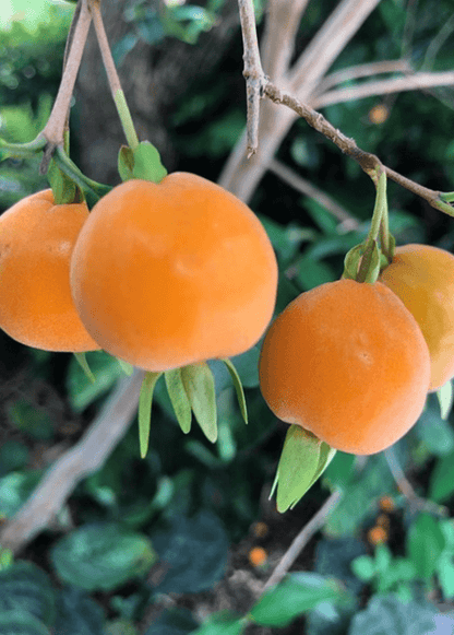 Eugenia Luschnathiana Pitomba Starter Plant 4-6" - Tropical Fruit Tree with Apricot-Like Aroma - Edible Container Plant