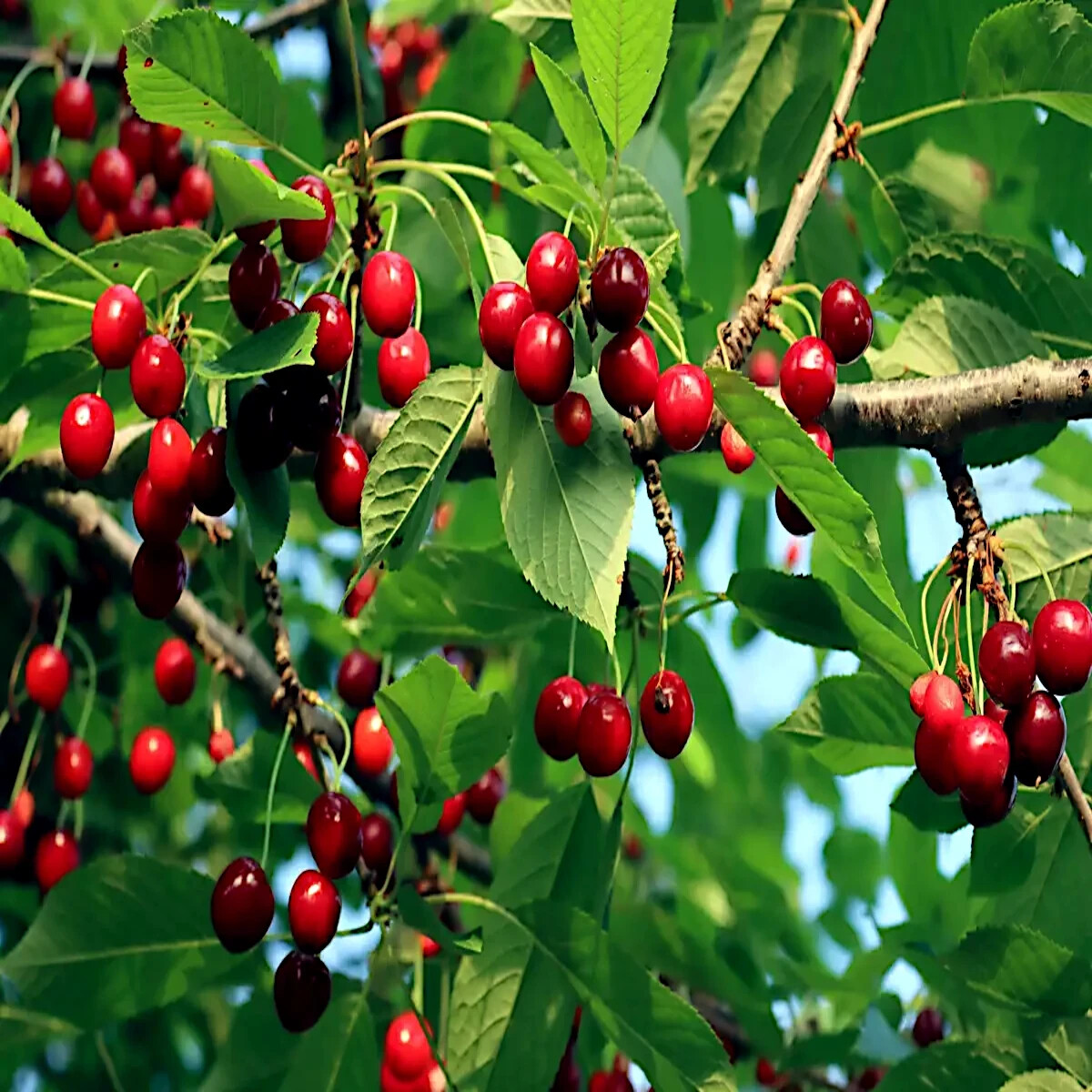 Sweet Mazzard Cherry Tree Seeds - 5 Pack - Edible Fruit Tree (Prunus avium) - Fast-Growing & Hardy for Zones 4-8