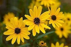 Swamp Sunflower Seeds 250mg - Helianthus angustifolius, Bright Yellow Blooms, Native Tall Wildflower, Pollinator Friendly
