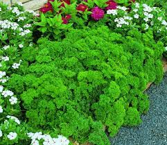 Triple Curled Parsley Seeds | 500 Heirloom Non-GMO Seeds | Curly Garnish Herb | Petroselinum crispum | Fast Growing