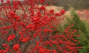 Winterberry Seeds 250mg - Ilex verticillata - Native Deciduous Holly with Red Berries for Wildlife & Hedges