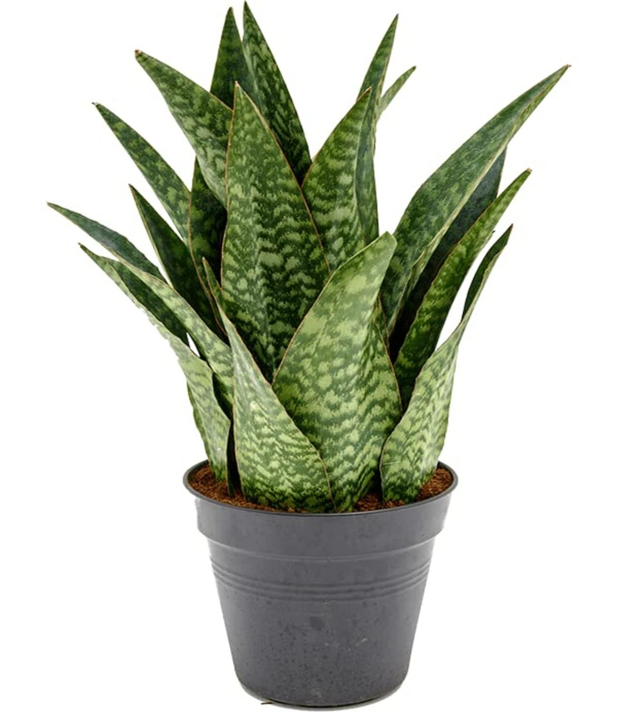 Sansevieria francisii - Live Snake Plant Succulent 4" Pot - Drought-Tolerant, Air-Purifying Indoor Plant