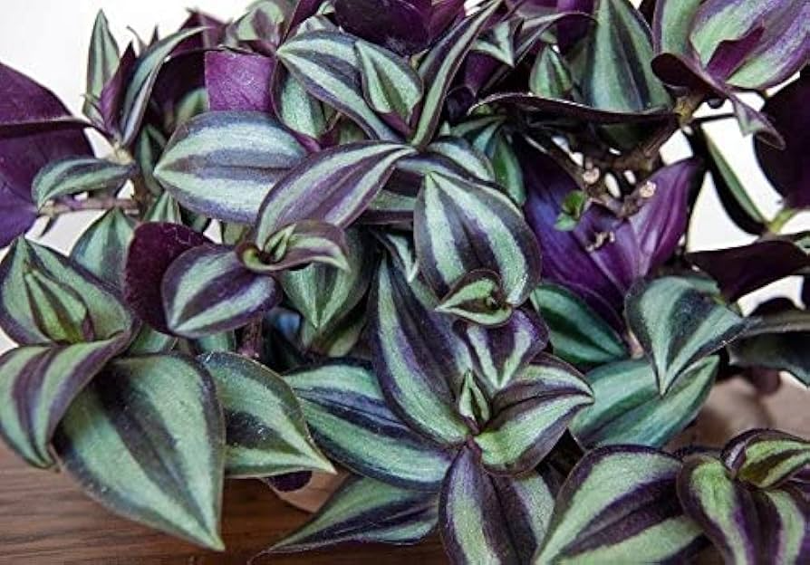 9 Unrooted Cuttings Tradescantia Zebrina Wandering Jew - Purple & Green Foliage, Easy Propagation, Indoor Trailing Plant