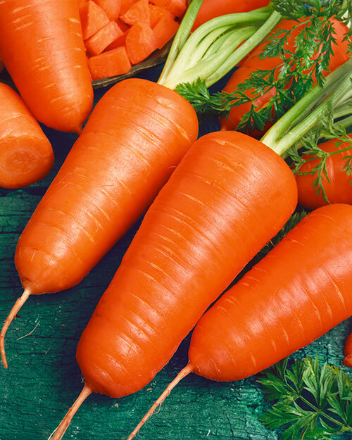 Chantenay Red Cored Carrot Seeds 1g - Heirloom, Sweet Crisp, Short Thick Roots, Daucus carota, High Yield for Containers