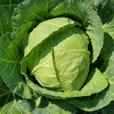 Cabbage Seeds 1g Heirloom Golden Acre Compact Brassica oleracea Cold Hardy Fast Growing Garden Container